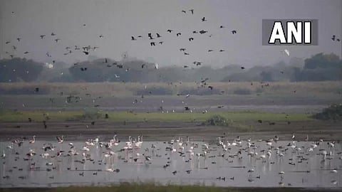 वाढत्या उष्णतेमुळे स्थानिक पक्ष्यांचेही स्थलांतर