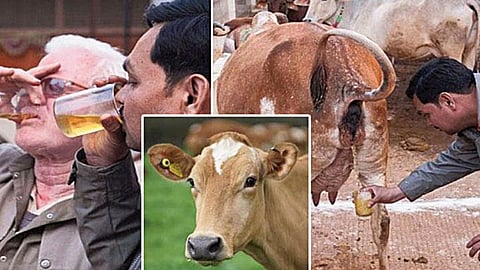 आरोग्य वार्ता : गोमुत्राचे सेवन मानवी आरोग्याला अपायकारक