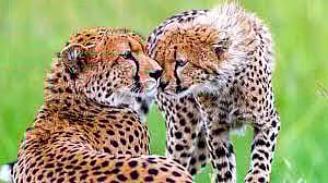 कुनोतील सर्व चित्यांचा मृत्यू नैसर्गिक कारणांमुळेच -पर्यावरण वन मंत्रालयाचे स्पष्टीकरण