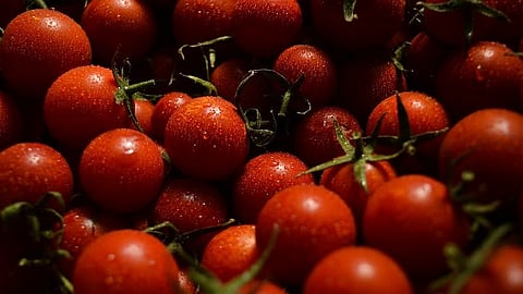 ऐकावे ते नवलंच! चोरट्यांनी पळवला टॉमॅटोंनी भरलेला ट्रक, कुठे घडली घटना?