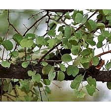 देशभरात दसरा उत्साहात साजरा