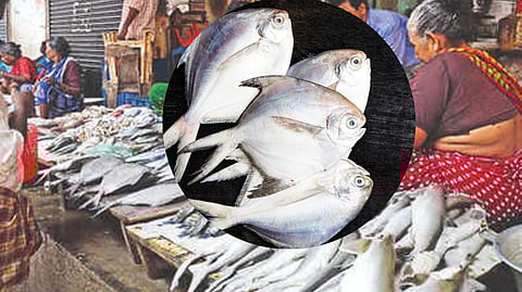 राज्य सरकारकडून पापलेट राज्य म्हणून घोषित; ५४ माशांचं आकारमान निश्चितकरुन मासेमारीवर देखील निर्बंध