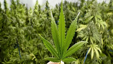 "गांजा लागवडीची परवानगी द्या", यवतमाळच्या नुकसानग्रस्त शेतकऱ्यांचं शासन दरबारी निवेदन