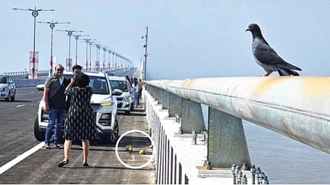 अटल सेतू बनला पिकनिक स्पॉट; मध्येच वाहने थांबवून सुरू आहे फोटोसेशन