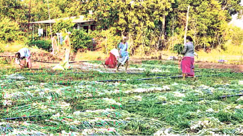 अलिबागचा पांढरा कांदा यंदा लवकर बाजारात; कांद्याला चांगला भाव मिळण्याची शेतकऱ्यांना आशा