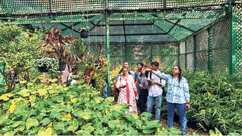 वृक्षसंपदा, उद्यानातील वास्तूशास्त्र पद्धतीची भुरळ; पालिकेच्या उद्यानात इंटर्नशिपसाठी विद्यार्थ्यांचा कल