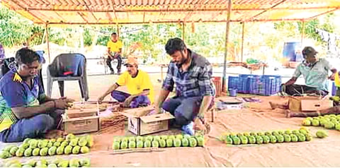 रायगडचा हापूस बाजारात; अलिबागच्या वरुण पाटील यांनी पटकावला मान