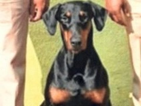 ‘मर्फी’ ठरला गुन्हेगारांचा कर्दनकाळ; आरोपींना जेरबंद करण्यामध्ये पोलीस दलातील श्वानाची महत्त्वपूर्ण भूमिका