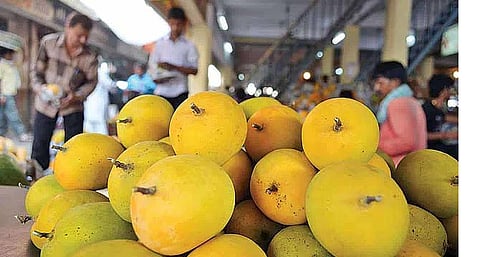 जानेवारीत फळांच्या राजाची विक्रमी आवक; अवकाळी पावसामुळे एप्रिलमध्ये पडणार तुटवडा