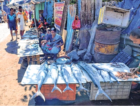 मासळी दरवाढीचा सर्वसामान्यांना फटका; मटणापेक्षा मासळीचे दर वाढल्याने अनेकांचा मोर्चा चिकनकडे