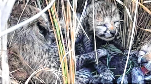 मध्य प्रदेशच्या कुनोमध्ये ‘ज्वाला’कडून तीन पिलांना जन्म; सलग १० चित्त्यांच्या मृत्यूनंतर प्रकल्पाला नवसंजीवनीची आशा, महिनाभरात दोन मादी चित्त्यांची प्रसूती