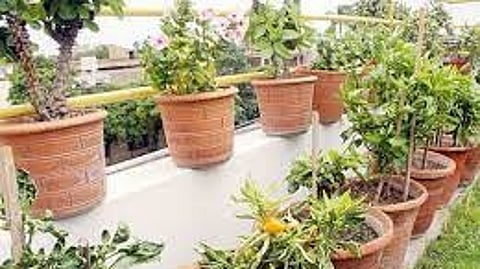 घरातील बागेतल्या वनस्पतीच्या वाढीसाठी फॉलो करा 'या' टिप्स