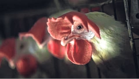 क्युबात विचित्र चोरी, ३० जणांनी चोरले तब्बल १३३ टन चिकन; खरेदी केल्या चैनीच्या वस्तू