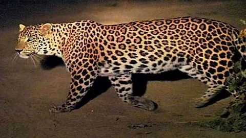 डोळखांब परिसरात बिबट्याचा वावर