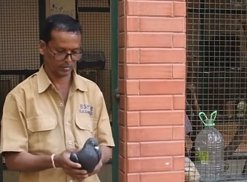 PETA India ने शेअर केला चीनचा हेर समजून पकडलेल्या कबुतराच्या सुटकेचा Video