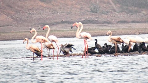 खटाव येथील येरळवाडीत आले गुलाबी पंखाचे परदेशी पाहुणे; पक्षी निरीक्षकांसह पर्यटकांचा आनंद द्विगुणित