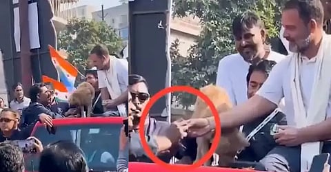 “बिस्किटे दिली तो काँग्रेस कार्यकर्ता नसून कुत्र्याचाच मालक”, Viral Video वर राहुल गांधींचे स्पष्टीकरण