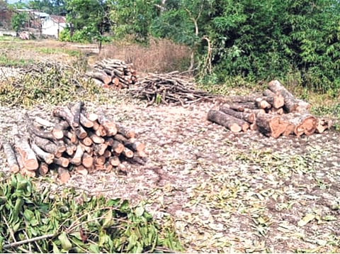 इमारतीचे बांधकाम करण्यासाठी वृक्षांची कत्तल, बेकायदेशीरपणे वृक्षतोड;चौघांविरोधात गुन्हा