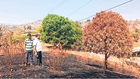 काजू-आंबा लागवड आगीत भस्मसात