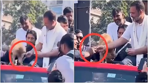 'कुत्र्याने बिस्किट खाल्ले नाही, तर तेच बिस्किट कार्यकर्त्याला दिले', राहुल गांधींच्या 'त्या' Video वरून भाजपची टीका