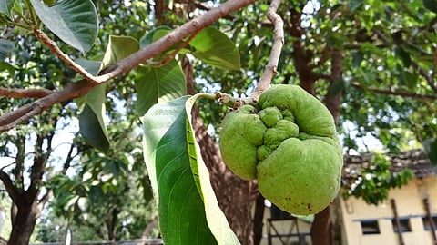 बेढब दिसणाऱ्या 'या' फळामध्ये आहेत चमत्कारीक औषधी गुणधर्म, जाणून घ्या कोणते आहे हे फळ