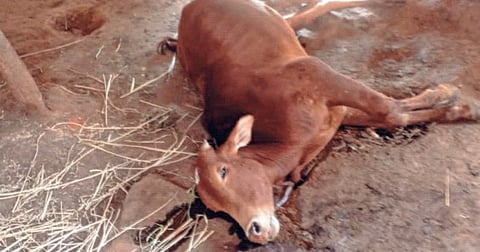 मोखाड्यातील पशुधन रामभरोसे! फऱ्या रोगामुळे ३ जनावरांचा मृत्यू; २ अत्यवस्थ