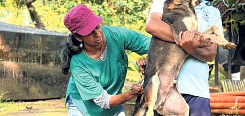 मुंबईत ९५ हजार भटके कुत्रे; पुढील महिनाभरात
७० टक्के लसीकरणाचे उद्दिष्ट