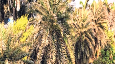 प्रकल्पग्रस्तांच्या भूखंडासाठी २०० झाडांची कत्तल? एमआयडीसीविरोधात पर्यावरणवाद्यांची मुख्यमंत्र्यांकडे तक्रार