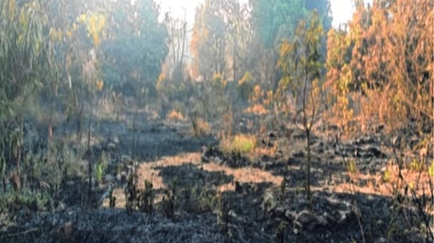 डोंगराला लागलेल्या आगीत शेकडो आंब्याची झाडे खाक; शेतकऱ्यांच्या स्वप्नांची राखरांगोळी