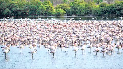 ‘फ्लेमिंगों’च्या अधिवासावर आता बिल्डरांचा डोळा; डीपीएस तलावाच्या ऱ्हासाविरोधात पर्यावरणप्रेमींचे मुख्यमंत्र्यांना पत्र