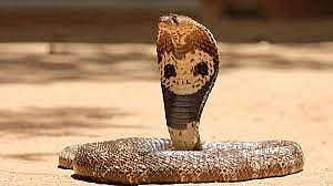 Sangli : मंदिरात जिवंत नागाची पूजा करणे पडले महागात