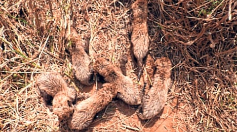 'गामिनी'ने केला ६ पिल्लांना जन्म देण्याचा विक्रम