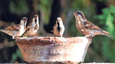 पक्ष्यांनाही उन्हाच्या झळा; धान्य, पाणी ठेवण्याचे पक्षीप्रेमींचे आवाहन