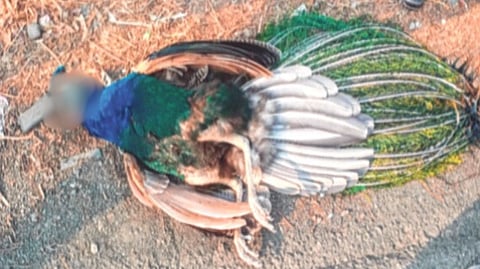 नेरळ हुतात्मा चौकात मोराचा मृत्यू