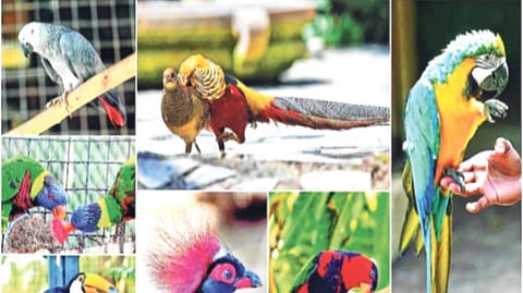 नाहूर मिनी प्राणीसंग्रहालयाचा मास्टर प्लॅन ठरला