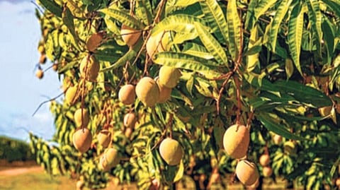 यंदा आंब्याला चांगला बहर; उष्णतेच्या लाटेचा परिणाम नाही