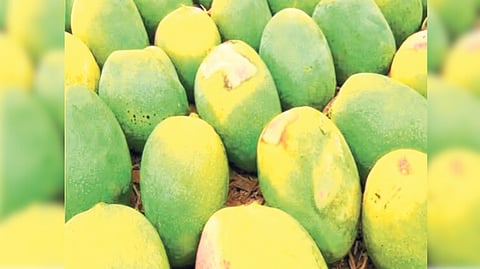 उष्णता आणि अवकाळी पावसामुळे 'आंबा' धोक्यात! नुकसान भरपाईची मागणी
