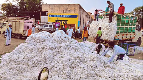 खान्देशात कापूस उत्पादनात १० लाख गाठींची घट; पुढील वर्षी १० टक्के पेरा कमी होण्याची शक्यता