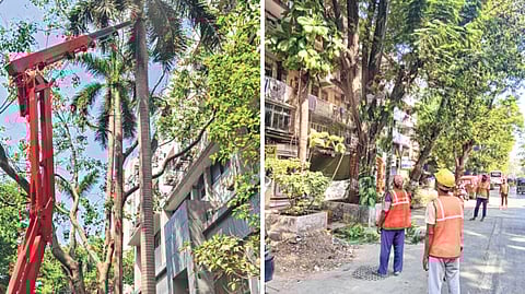 धोकादायक झाडांची टांगती तलवार; झाडांची काळजी न घेतल्याने पालिकेची कारवाई