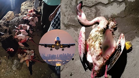 36 Flamingos Found Dead In Mumbai