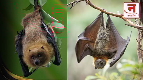 वटवाघूळ