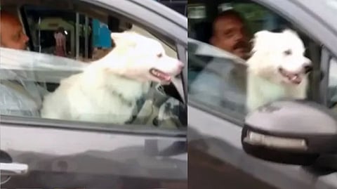 कुत्र्याला ड्रायव्हिंग सीटवर घेऊन चालवत होता कार! पोलिसांनी जप्त केलं ड्रायव्हिंग लायसन्स, जाणून घ्या नियम