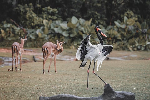 राणी बागेच्या धर्तीवर ठाण्यातही प्राणीसंग्रहालय; वन खात्याच्या १५० एकर जमिनीवर उभारणार उद्यान