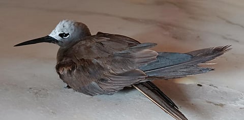 दुर्मिळ सागरी पक्षी लेसर नॉडीचा मृत्यू