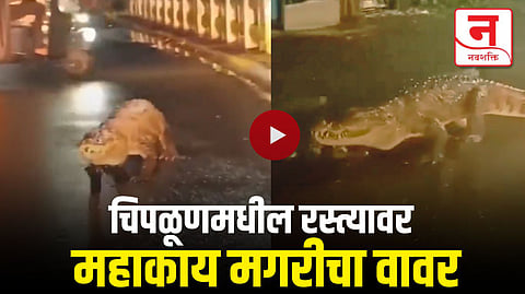 Video : चिपळूणमध्ये रस्त्यावर महाकाय मगरीचा मुक्तसंचार, व्हिडिओ सोशल मीडियावर व्हायरल