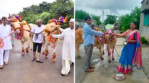 पोळा सणानिमित्त शेतकऱ्यांत उत्साह! छत्रपती संभाजीनगरमध्ये बैलांची आकर्षक सजावट