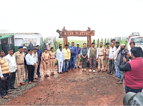 कास पठार 'पुष्पदर्शन' हंगामाचा फुटला नारळ; पर्यटकांसाठी मोफत बस सेवा, प्रवेश शुल्क किती?