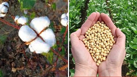 सोयाबीन, कापूस शेतमालाला योग्य हमीभाव, राज्याचा निर्णय केंद्रीय मंत्र्याच्या कोर्टात