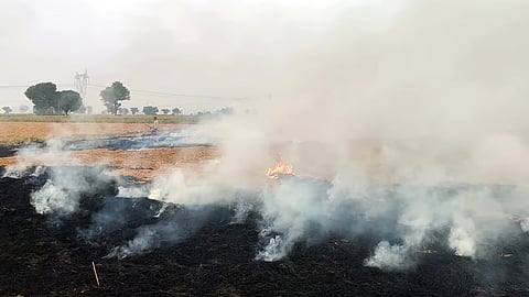 पराळी जाळल्यास दुप्पट दंड; केंद्र सरकारचा आदेश