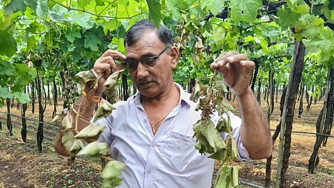 अवकाळी पावसाचा द्राक्षाला फटका; गहू, कांदा, मका, सोयाबीन पिकांचेही मोठ्या प्रमाणात नुकसान